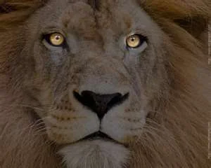 lion.webp