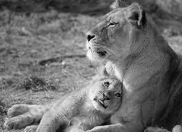 lion.webp
