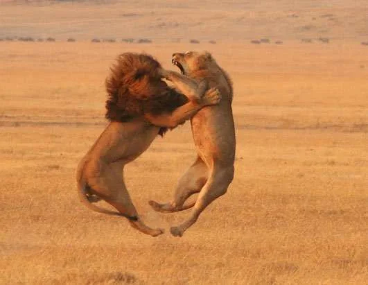 lion.webp