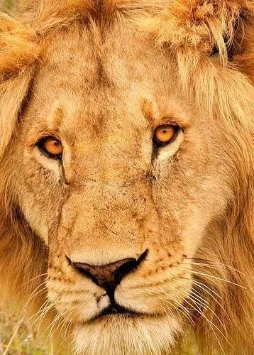 lion2.webp