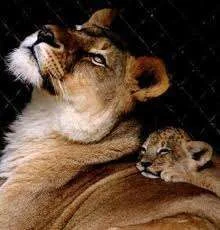 lion2.webp