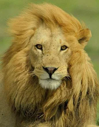 lion3.webp