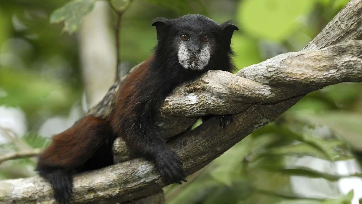 Lion_tamarin_(Black_Lion_Tamarin,_Primates).webp