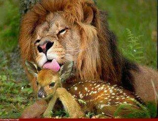lionanddeer.webp