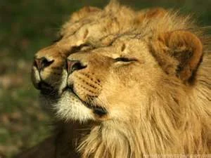 lionheart777.webp