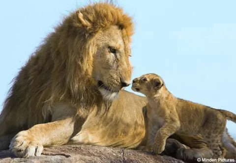lionking1807_468x325.webp