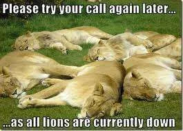Lions are currently down.webp