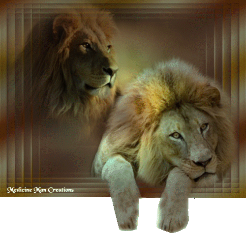 Lions.gif
