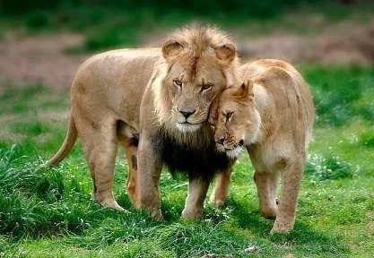 lions.webp