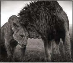 lions1.webp