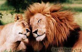 lions2.webp