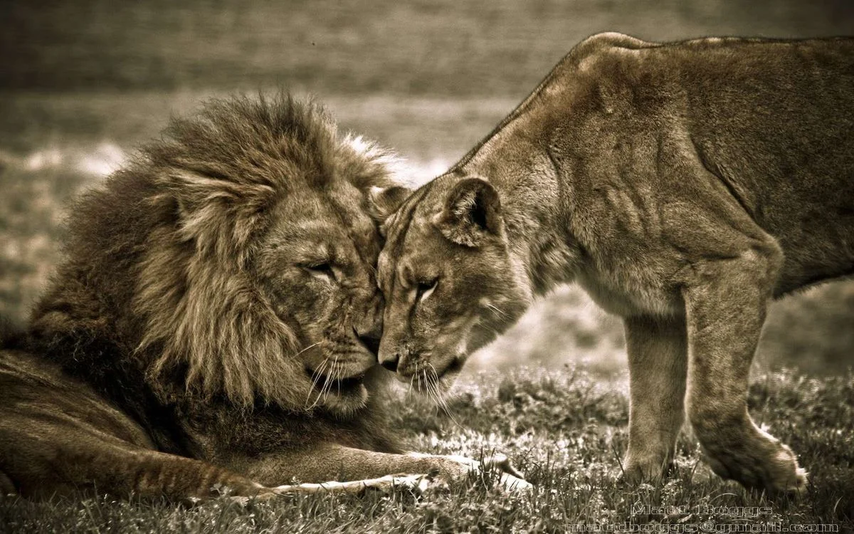 Lions_in_Love_by_mattboggs.webp