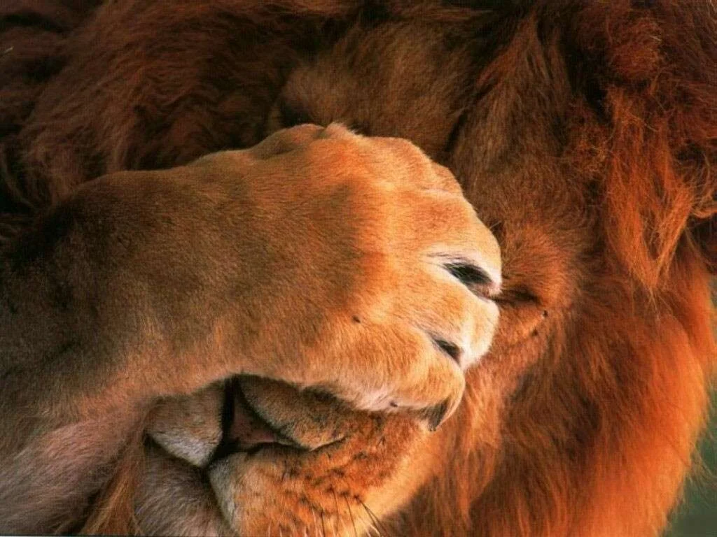 Live_me_Alone_-_Lion.webp