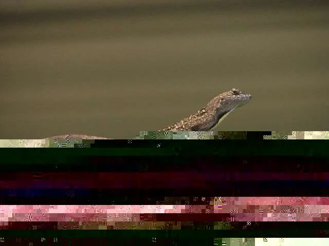LIZARD.webp