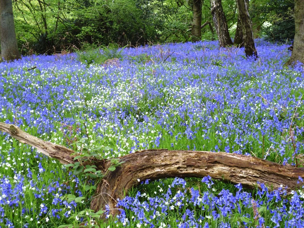 Log & bluebells 1.webp