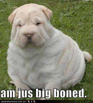 loldogs-cute-puppy-pictures-bigboned.webp