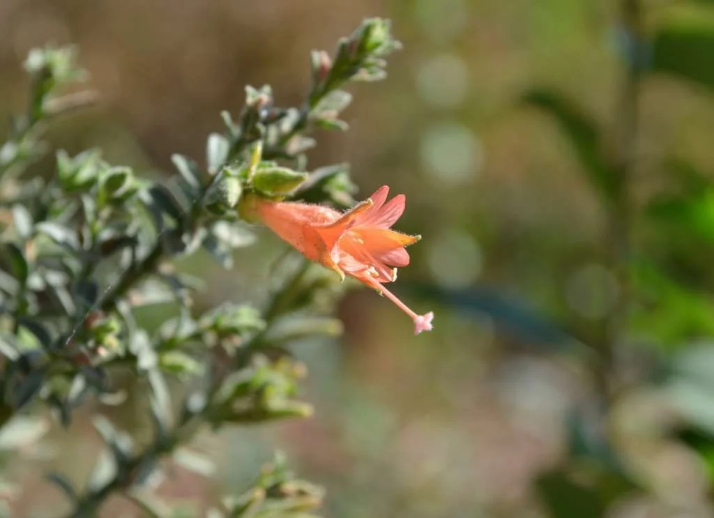 Lone Flower.webp