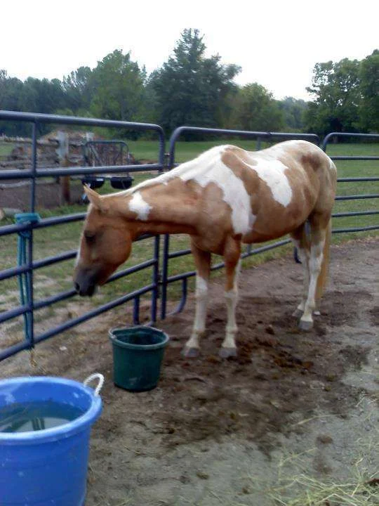 Looks like an under muscled halter horse.webp