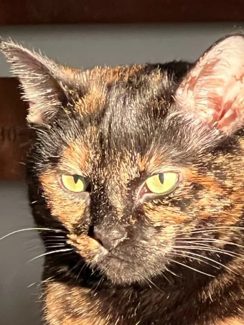 Lottie in the sun_2.webp
