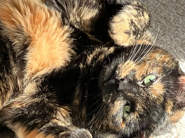 Lottie upside down.webp