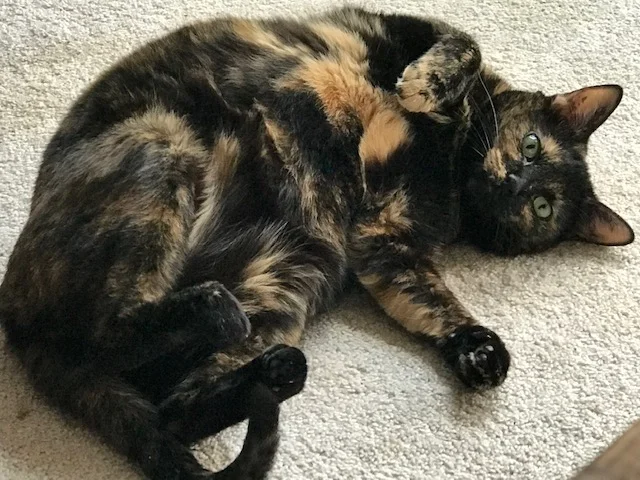 Lotties belly.webp