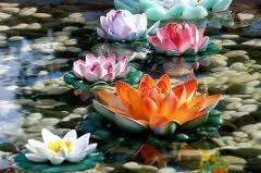 lotus 2.webp