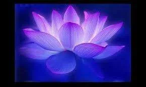 lotus blossom 3.webp