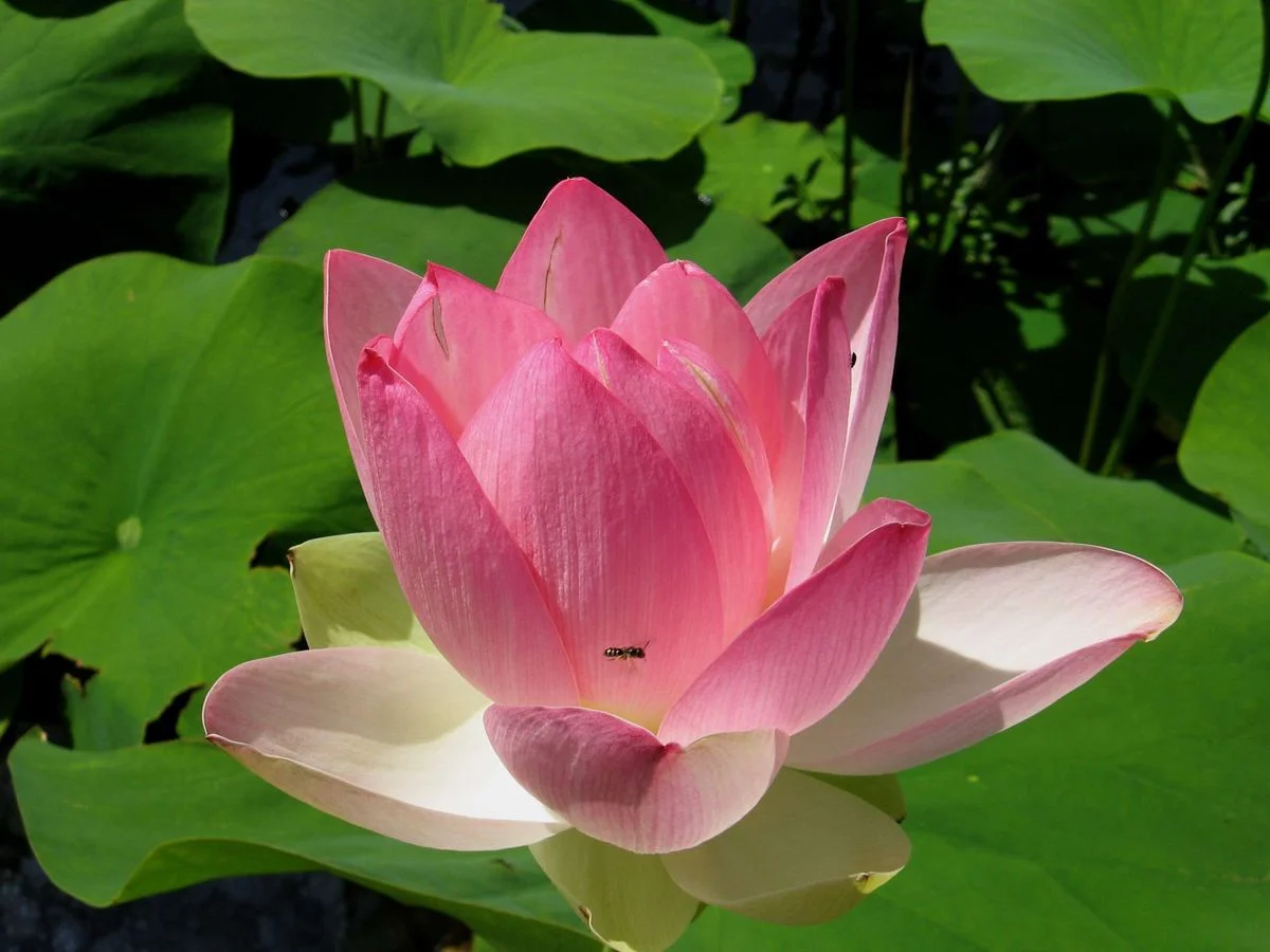 Lotus flower.webp