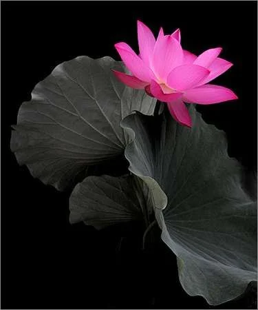 Lotus_Flower_IMG_6843.webp