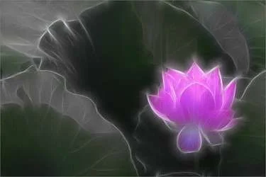 Lotus_Flower_IMG_9656-250X375.webp