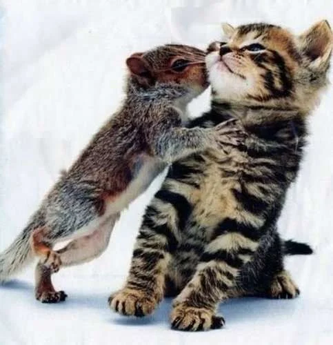 Love-Between-Different-Species-Animals-1.webp