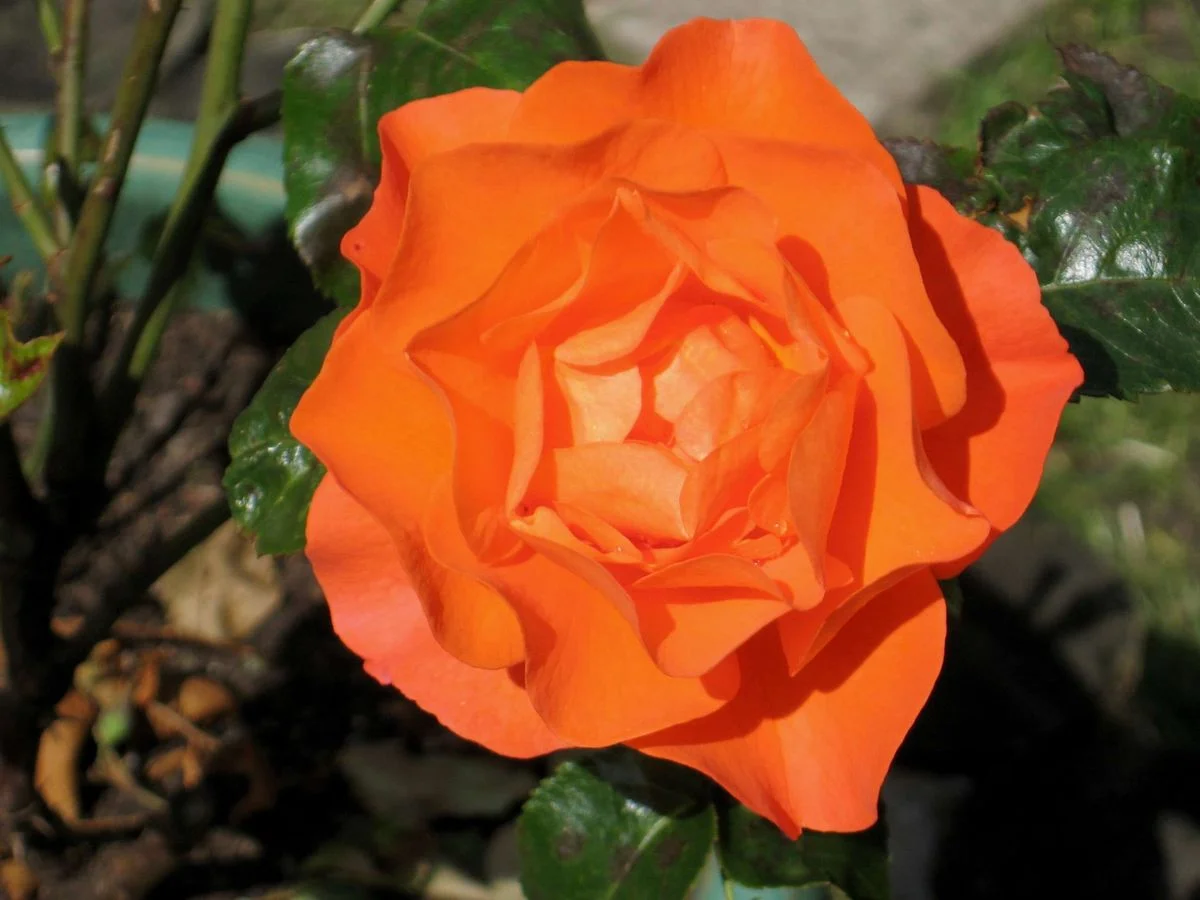 Lovely colour.webp