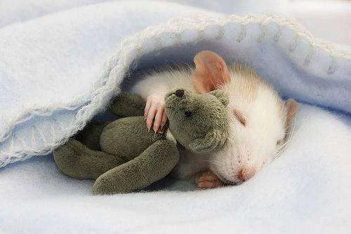lovely-mouse01.webp