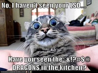 LSDcat.webp