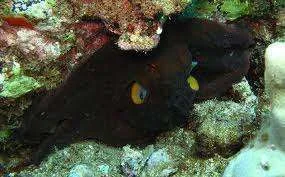 lurking.webp