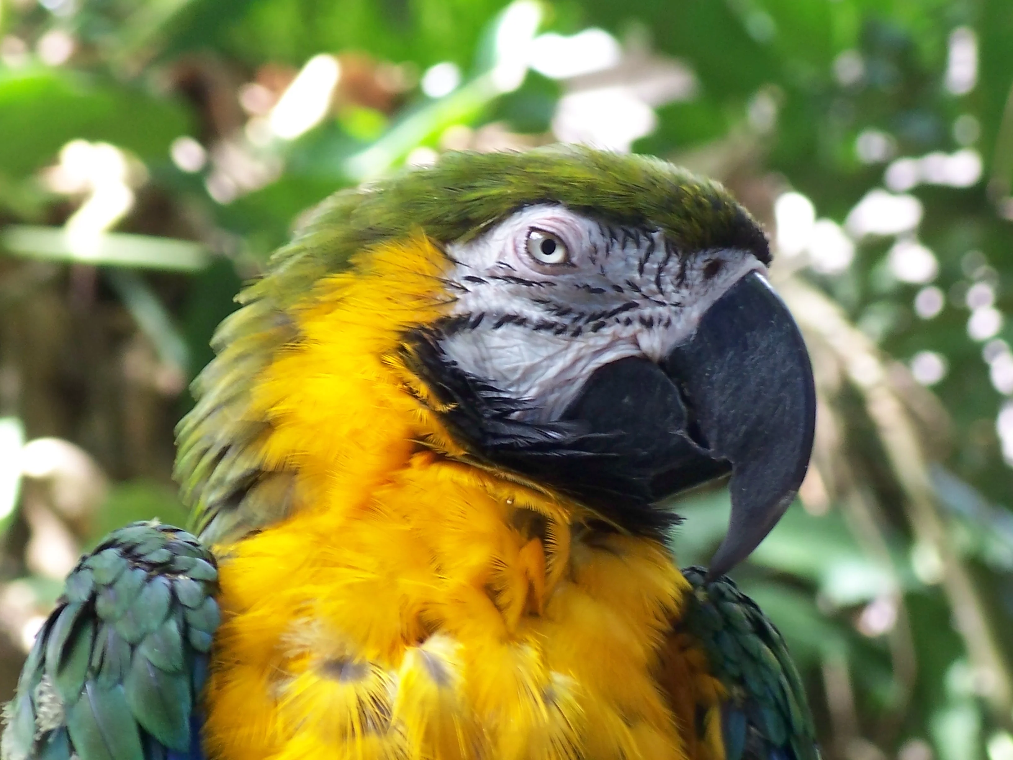 Macaw.webp
