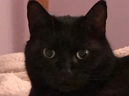 Macie on blanket_2.jpg