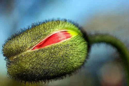 macro-close-up-picture-fuzzy-poppy-flower-bud.webp