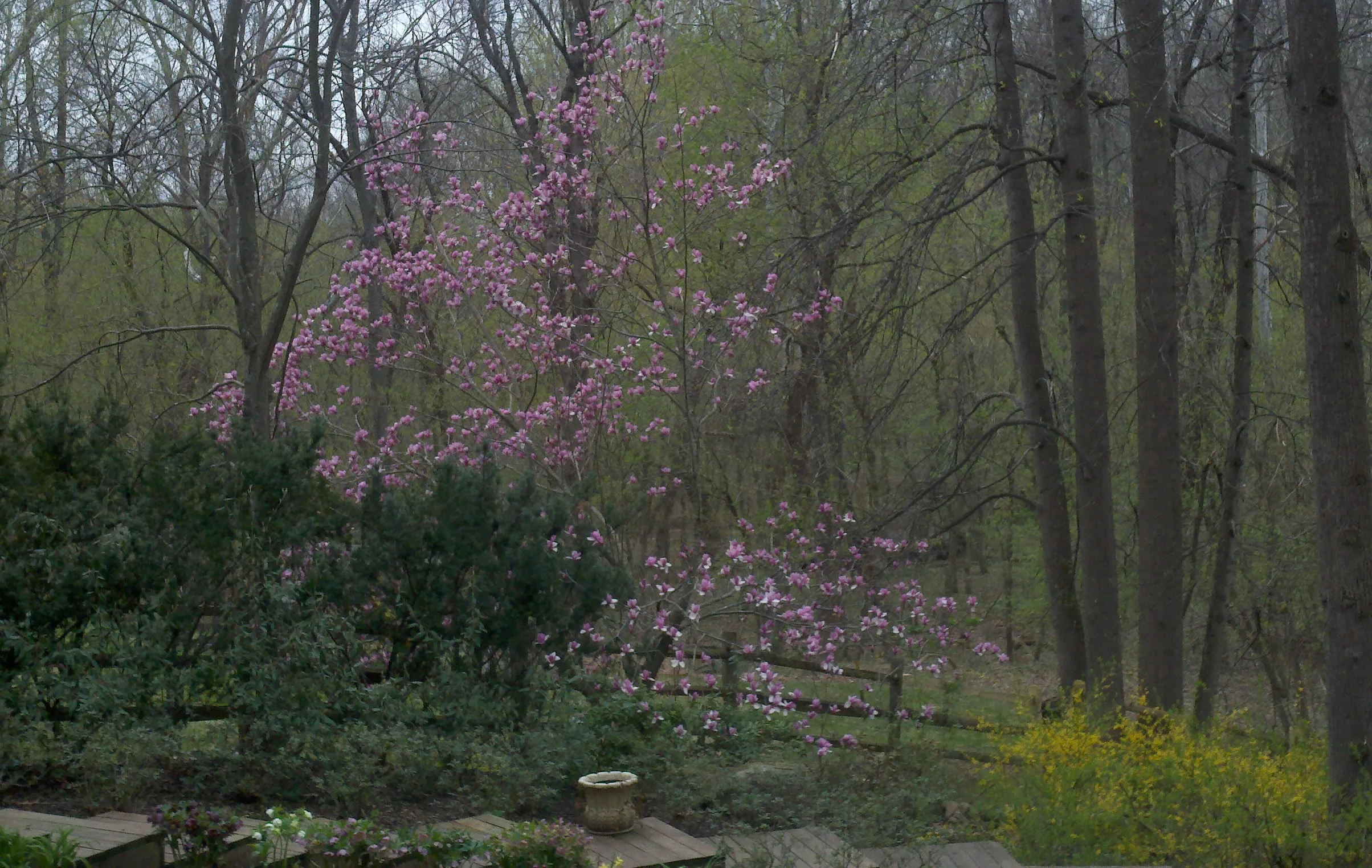 Magnolia Tree .webp