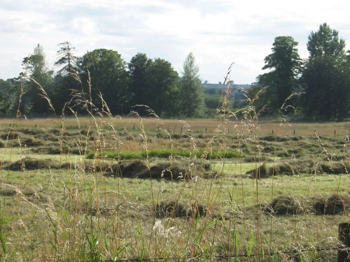Make hay.webp