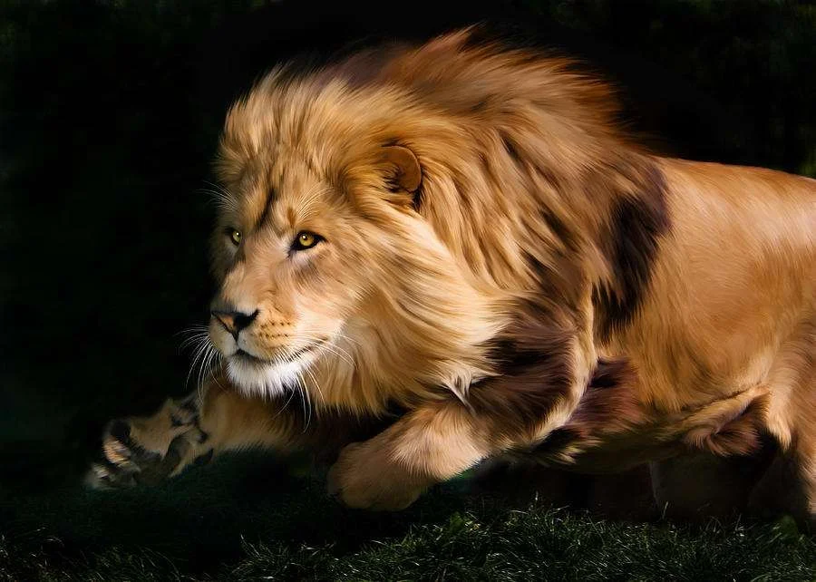 male-lion-hunting-julie-l-hoddinott.webp