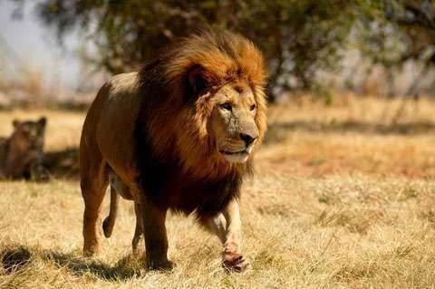 male-lion.webp