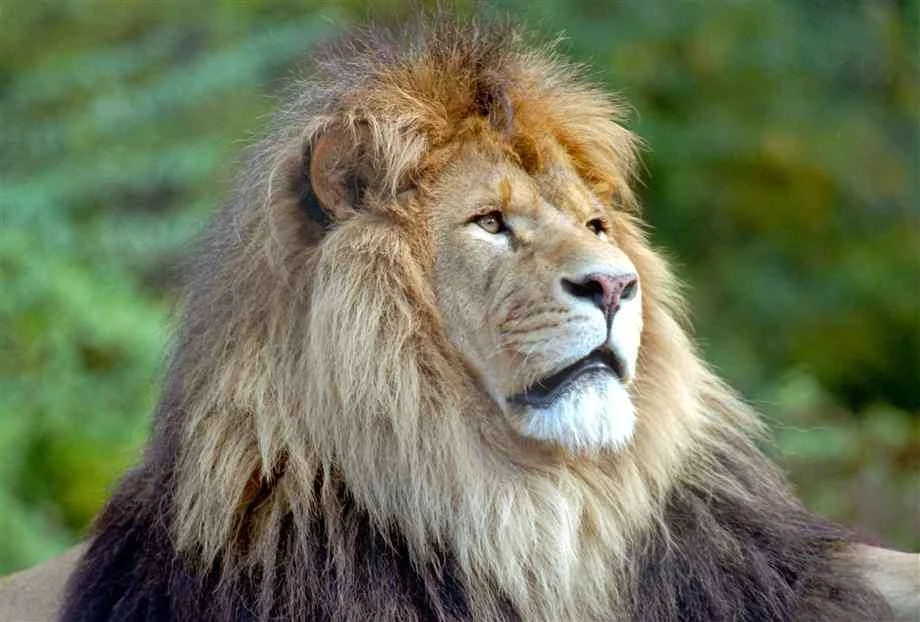 male-lion18.webp