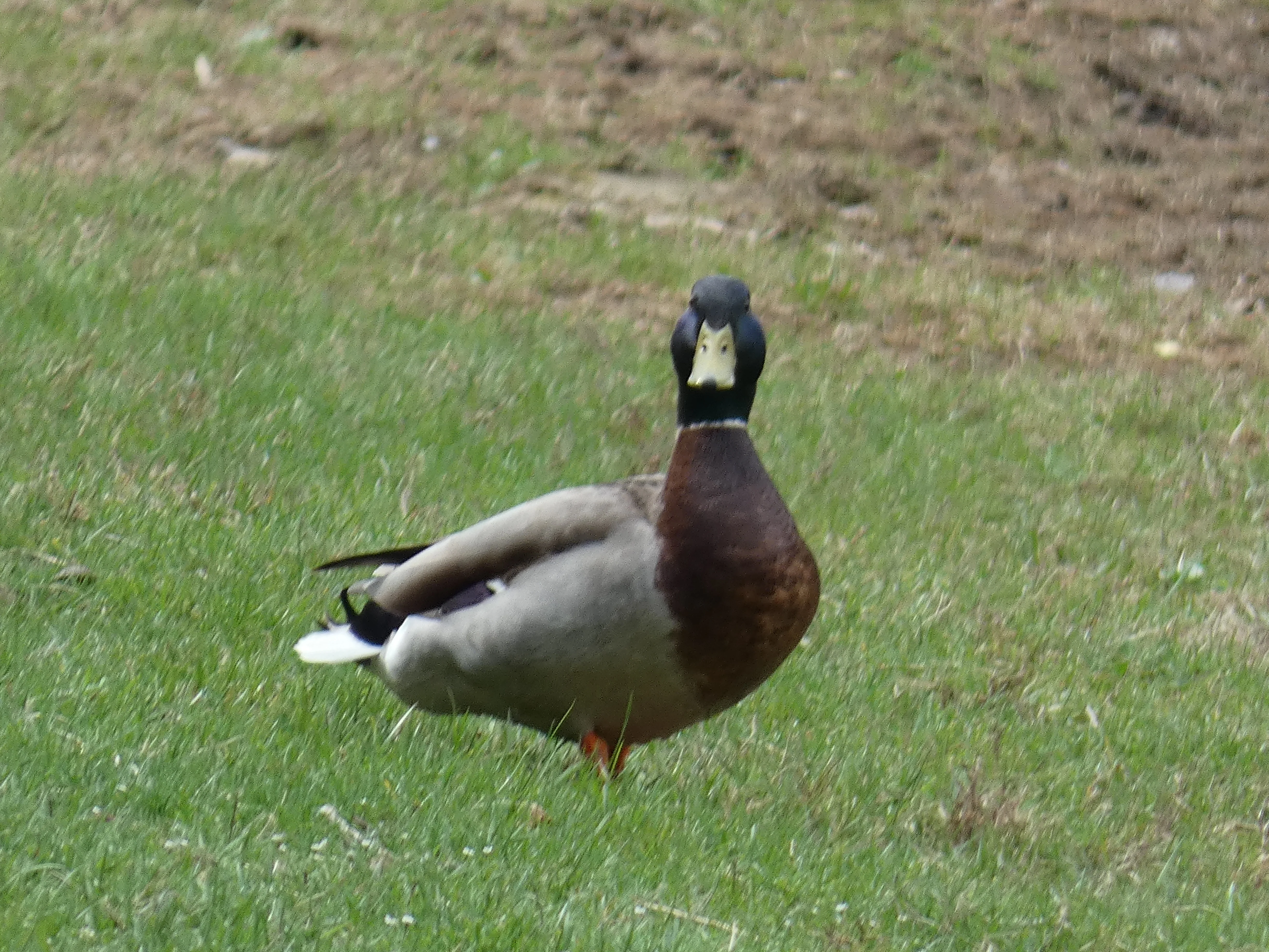 Male mallard.webp
