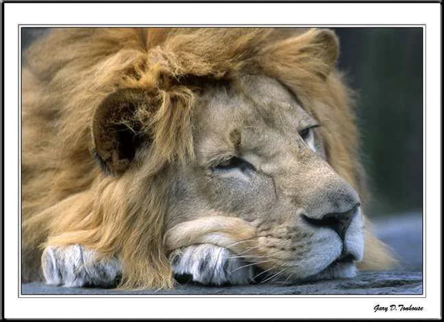 Male_Lion_Resting_WSFa.webp