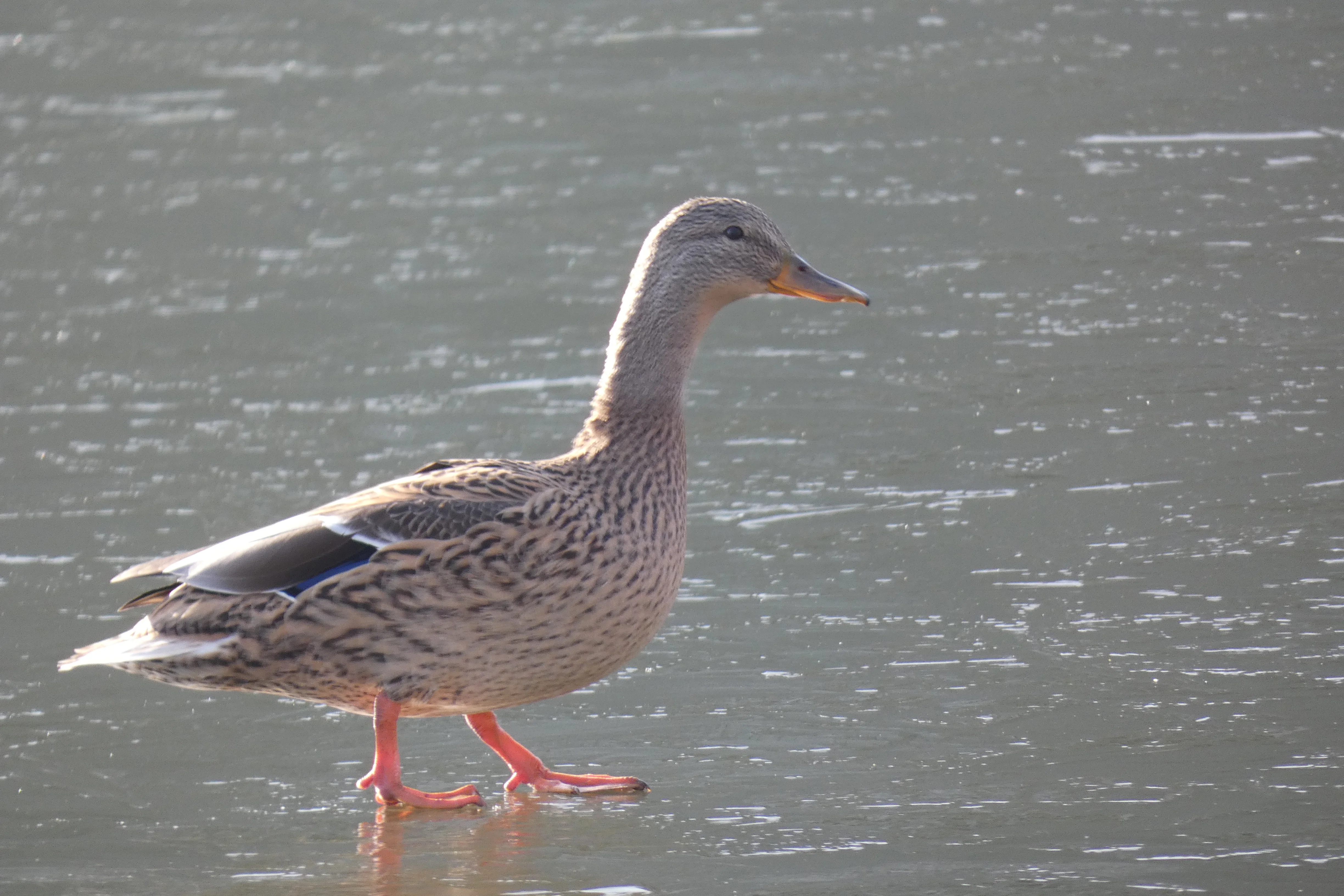 mallard walks on water.webp
