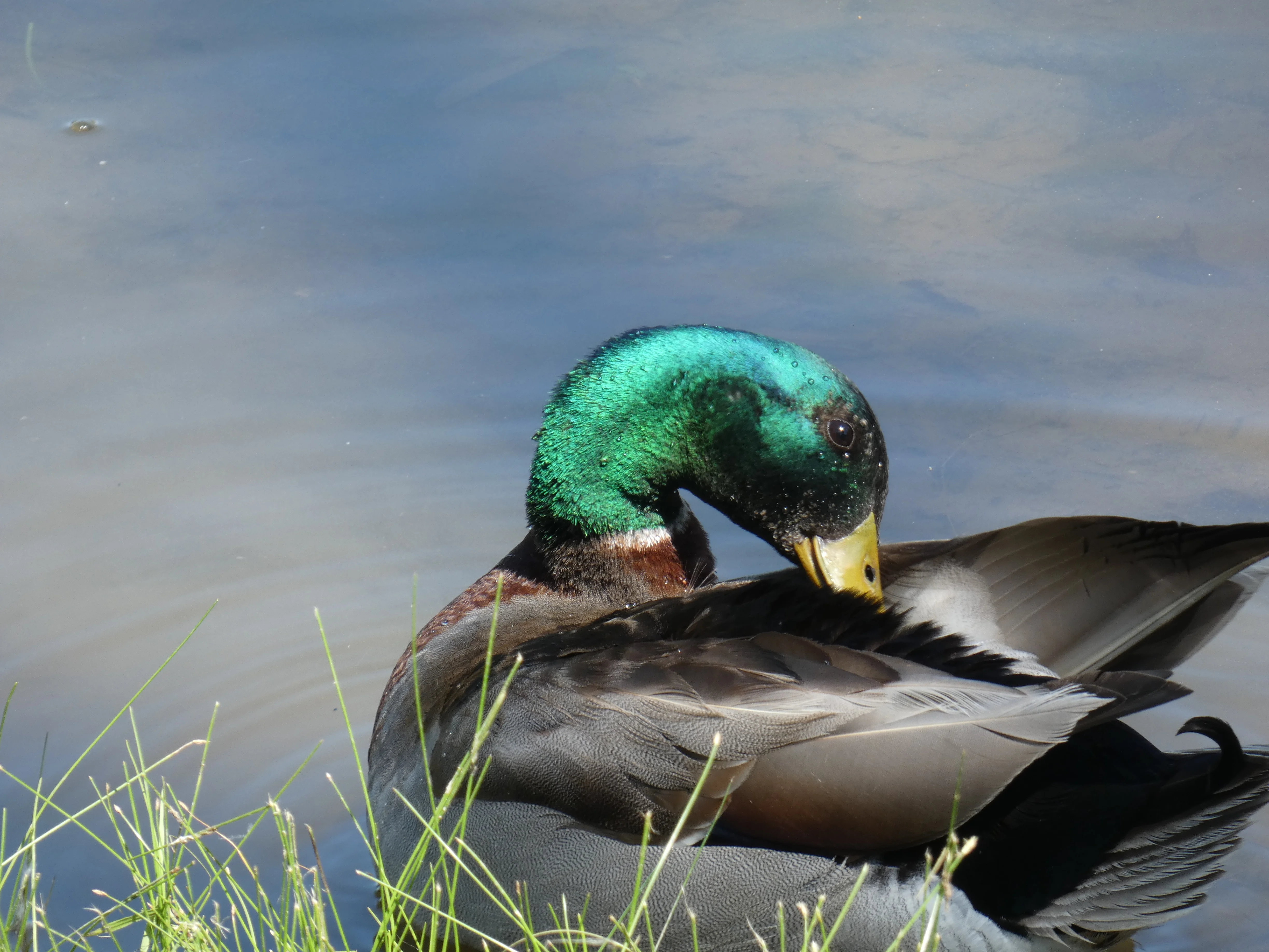 Mallard.webp