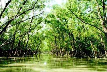 mangrove.webp