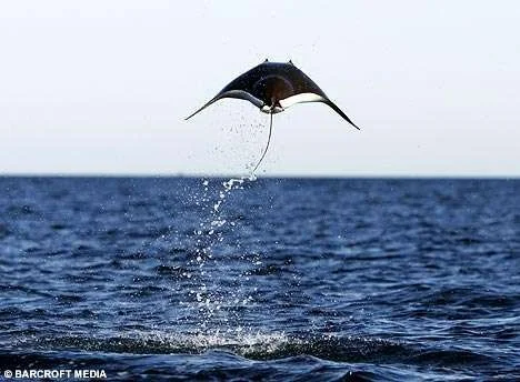 Manta2BAR_468x344.webp