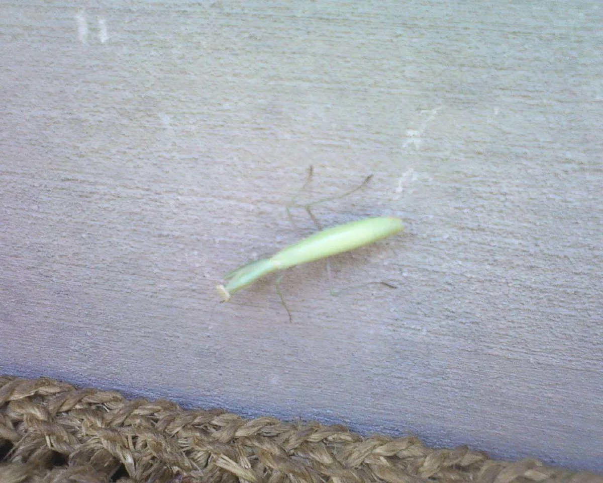 MANTIS AT MY DOOR.webp